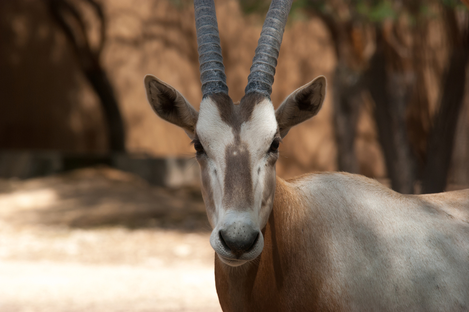 Qatar s Shuaa Nature Reserve reopens Attractions Time Out Doha