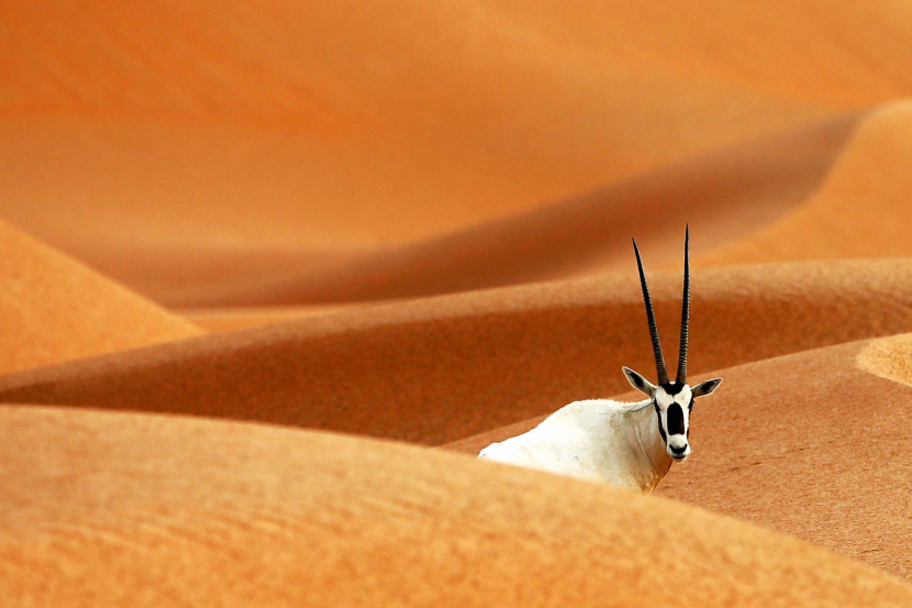 Animals in the UAE: Where to see animals in the wild