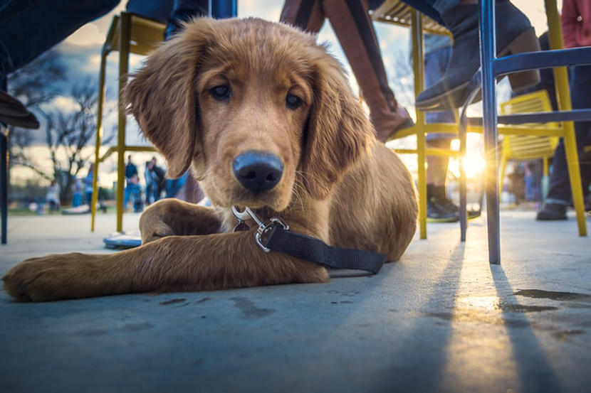 Dog restaurants outlet near me