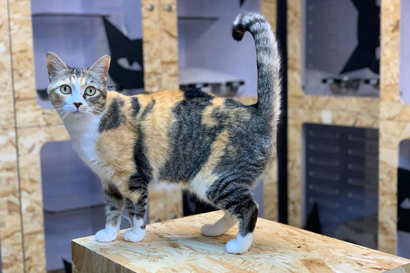 Cat friendly cheap places near me