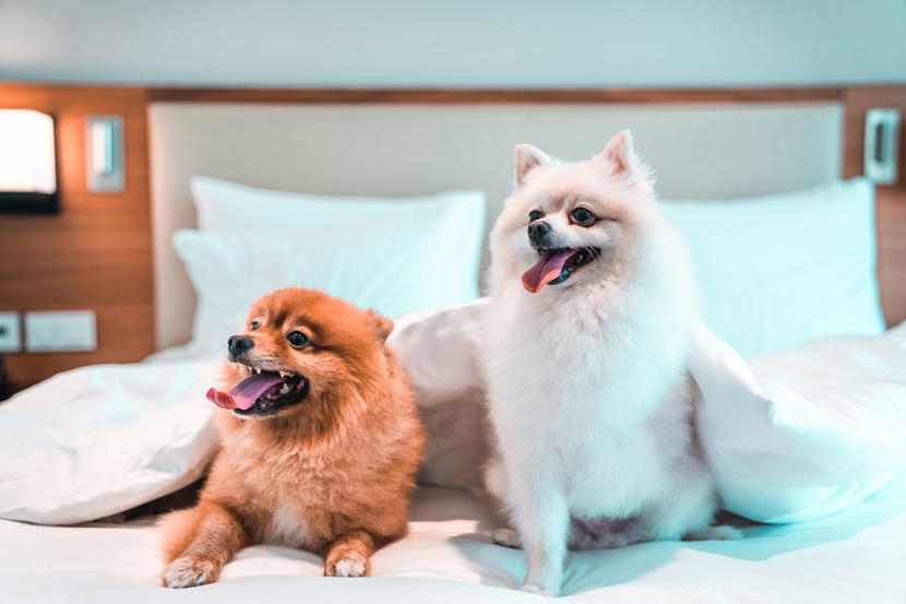 Where to find brilliant pet friendly places in Dubai