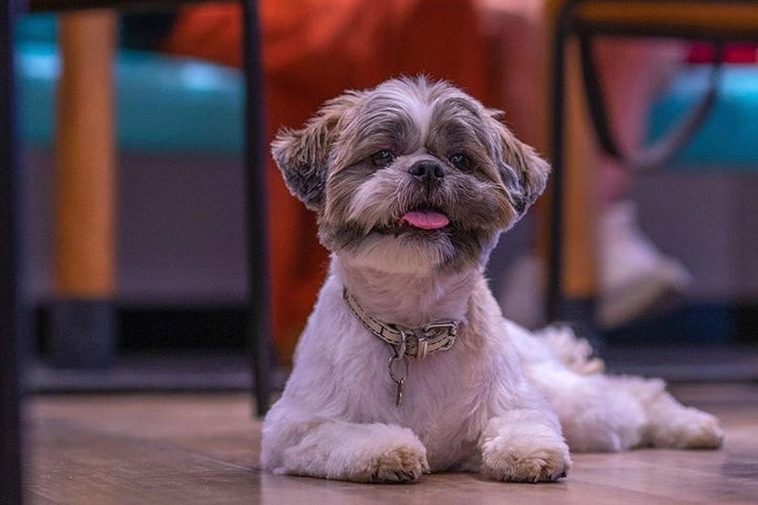Where To Find Brilliant Pet friendly Places In Dubai where-to-find-brilliant-pet-friendly-places-in-dubai