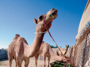 15 great Doha road trips | Things To Do | Time Out Doha